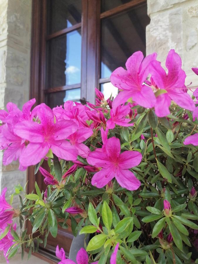B&B COLdiFIORE Penna in Teverina Exterior foto